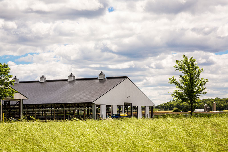 sheep farm to visit near me