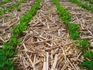 No-Till Farming