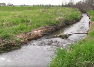 Riparian Buffer of Grass near a local stream