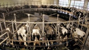 Cows being milked at Kreider Farms