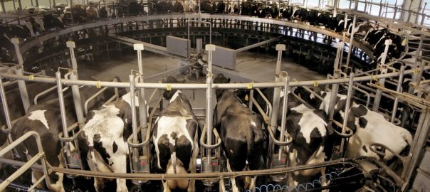 Cows being milked at Kreider Farms