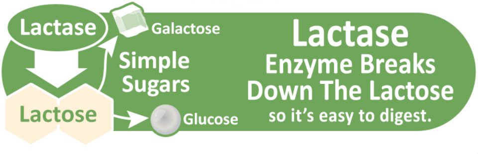 Lactose Breakdown Chart