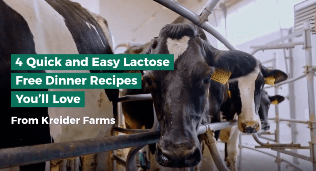 Dairy cows on milking carousel