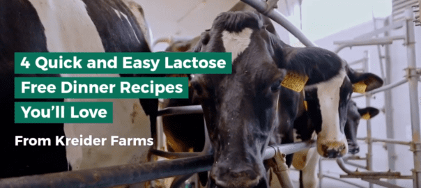 Dairy cows on milking carousel