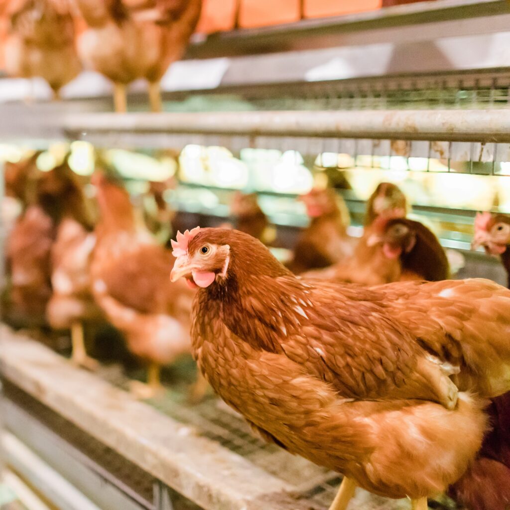 brown cage free birds perching