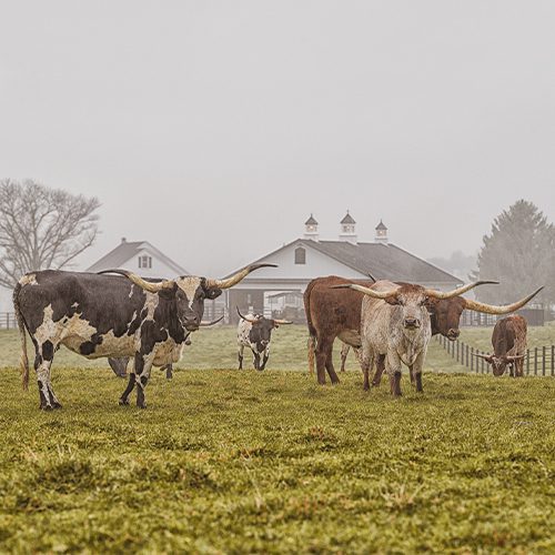 Kreider Valley Ranch Longhorns