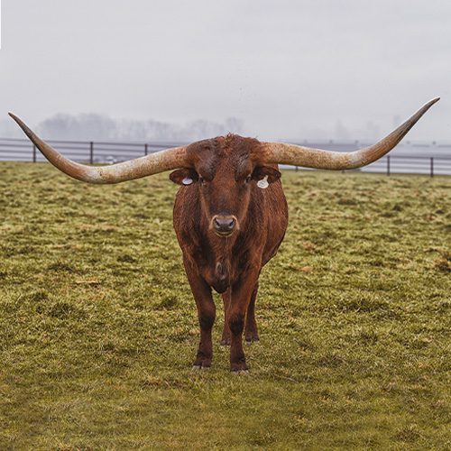 Kreider Valley Ranch Longhorns