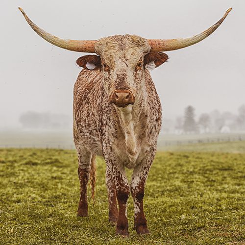 Kreider Valley Ranch Longhorns